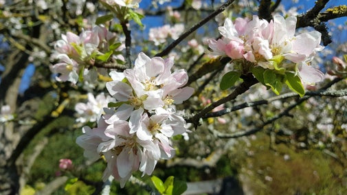 A close up of pink and white apple blossom in full bloom, flowering in clusters with young green leaves between.